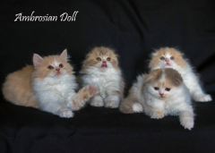 Посмотреть объявление Очаровательные шотландские котятки