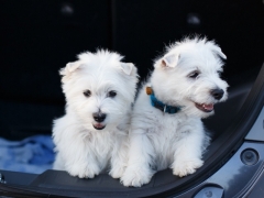 Посмотреть объявление Щенки west highland white terrier
