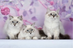 Посмотреть объявление Невские маскарадные котята