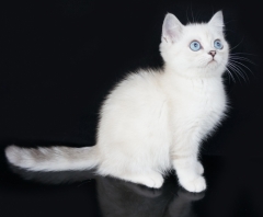 Посмотреть объявление Продажа британского котенка колор-поинт