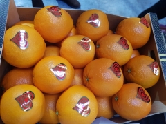 Посмотреть объявление Предлагаем оптовые поставки апельсина из Испании
