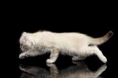 Посмотреть объявление Котята породы Американский керл