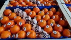 Посмотреть объявление Предлагаем оптовые поставки мандарин из Испании