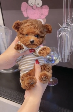 Посмотреть объявление Teacup toy Poodle red brown puppy
