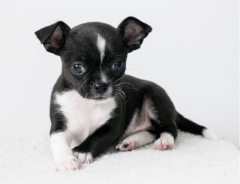 Посмотреть объявление Chihuahua mini