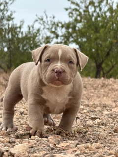 Посмотреть объявление Американские булли