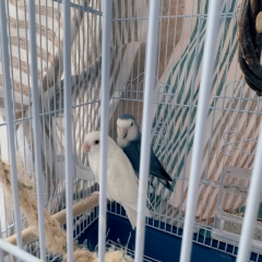 Посмотреть объявление ДВА НЕРАЗЛУЧНИКА В ДОБРЫЕ РУКИ