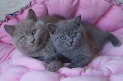 Посмотреть объявление Британские котята солидных и редких окрасов