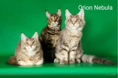 Посмотреть объявление Очаровательные котята Мейн-кун 