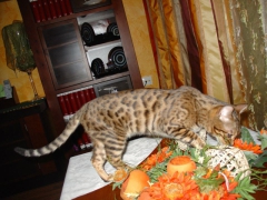 Посмотреть объявление Бенгальская кошка  3 месяца Питомник  LUXURY