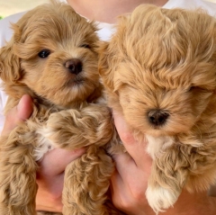 Посмотреть объявление Милые мини мальтипу (Maltipoo) ждут свои семьи! 