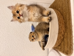 Посмотреть объявление Шотландские котята 