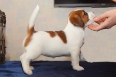 Посмотреть объявление Jack Russell Terrier cachorros en venta