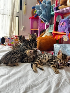 Посмотреть объявление Бенгальские котята