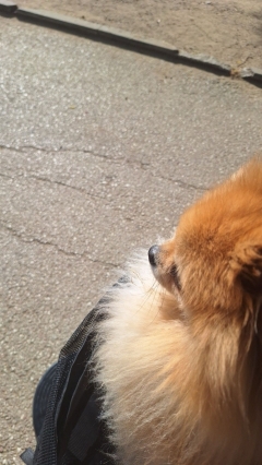 Посмотреть объявление Выгул собак