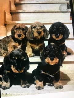 Посмотреть объявление Щенки породы такса