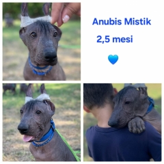 Посмотреть объявление щенки голой мексиканской собаки (ксолоитцкуинтли)