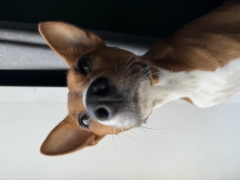 Посмотреть объявление Оставьте своего хвостика на передержку