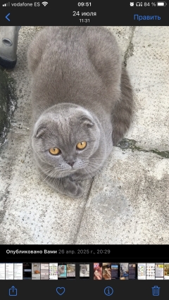 Посмотреть объявление Шустрые британцы 