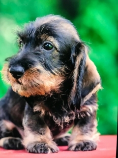 Посмотреть объявление Щенки породы такса