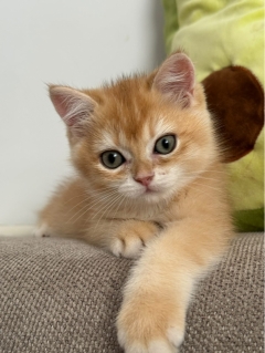 Посмотреть объявление Золотая британская шиншила 