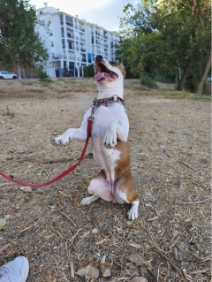 Посмотреть объявление Дрессировка собак/услуги кинолога