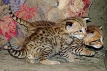 Посмотреть объявление Бенгальский котенок и другие экзотические породы