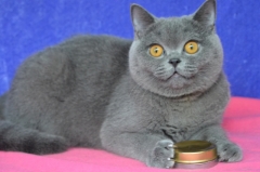 Посмотреть объявление Британские короткошерстные котята