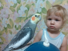 Посмотреть объявление Nimfa macho, корелла нимфа