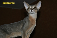 Посмотреть объявление Шикарные котята абиссины