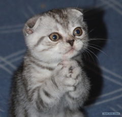 Посмотреть объявление Куплю британскую вислоухую кошечку или котика