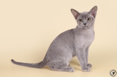 Посмотреть объявление Котёнок бурма, котик бурманской породы