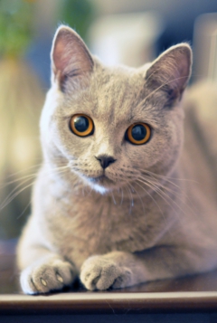 Посмотреть объявление Ищем кота вислоухого британца для кошки