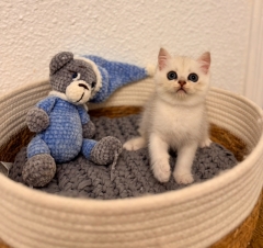 Посмотреть объявление Британские короткошерстные 