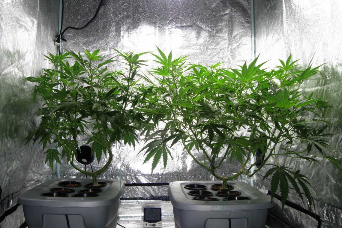 выращивание марихуаны от а до я