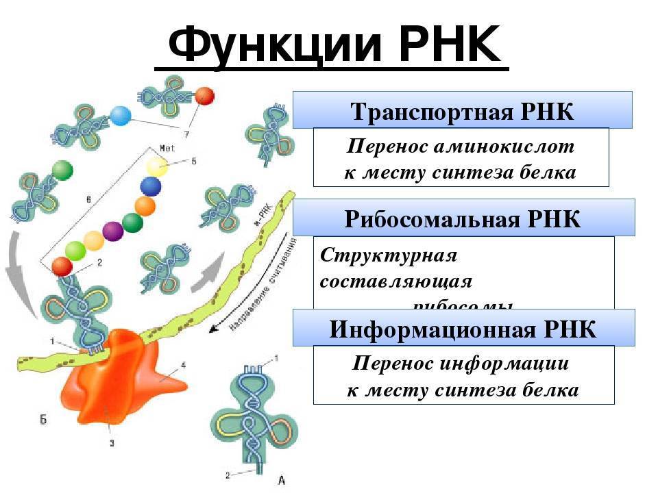 Роль рнк в биосинтезе. Функции рибосомальной РНК. Синтез белка РНК ТРНК. Типы РНК схема.
